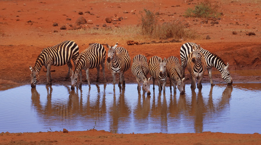 3 Days Tanzania Private Safari